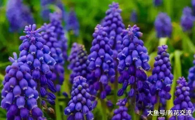 6种在春暖之后开花的球茎花卉, 开花特别优美