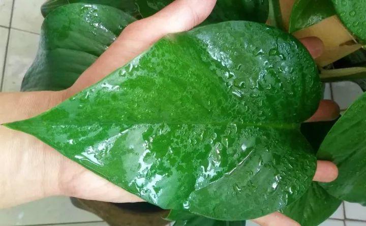 绿萝别乱施肥, 盆里加了这个, 养1盆死1盆!