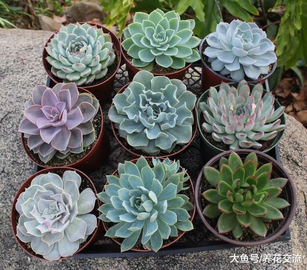 夏天避免经常浇水才能养好的多肉植物, 你需要掌握几个技巧
