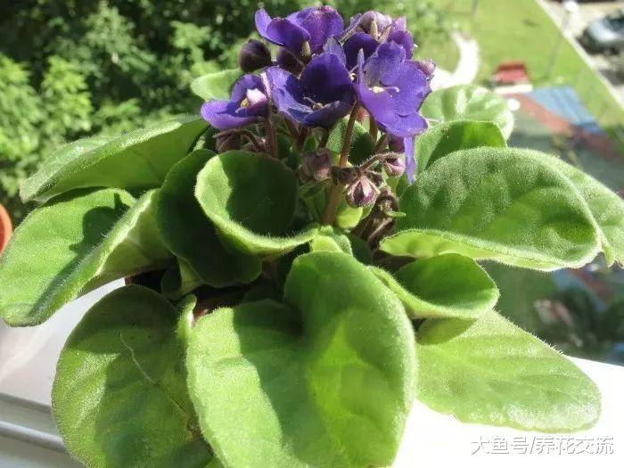 这些盆栽植物养在室内花朵也能保持盛放