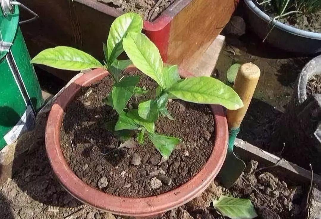 万能浇水神器, 就是1根小吸管, 专治烂根黄叶!