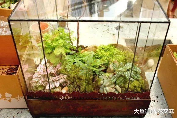 这些植物都能在小瓶子里生长, 家里废旧的玻璃容器都用来养花