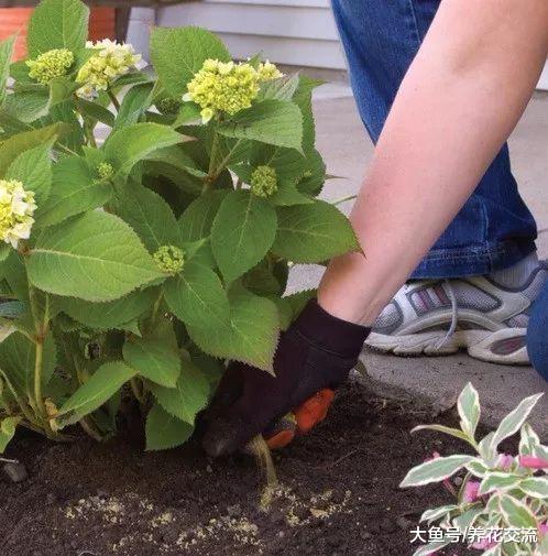 让绣球花能够年年开花的原因, 你需要做好5件事