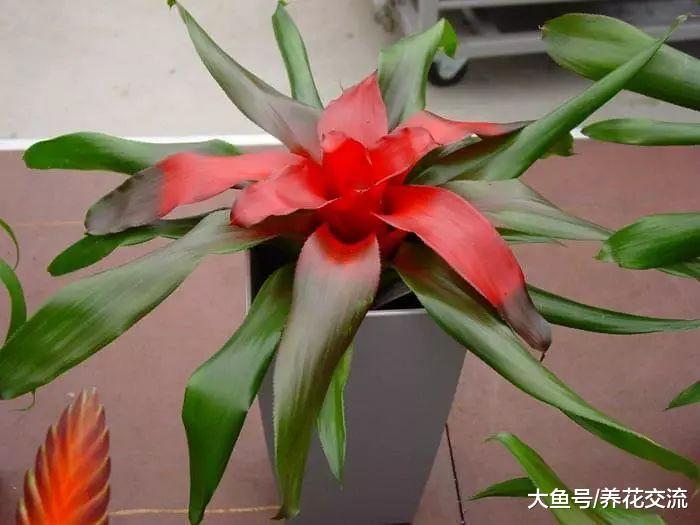 8种适合养在室内的开花植物, 养办公室的桌面上也能开花