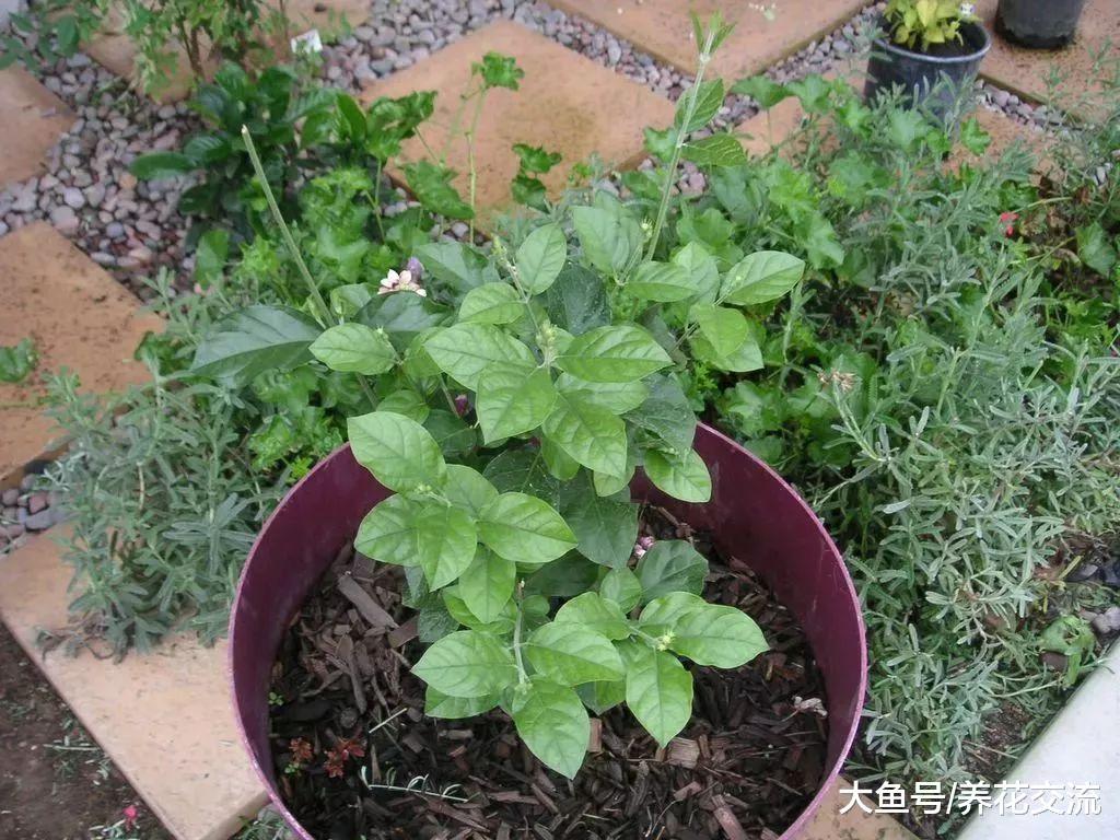 在花店买来有很多花苞的茉莉花盆栽, 为什么搬到家里就不断掉蕾