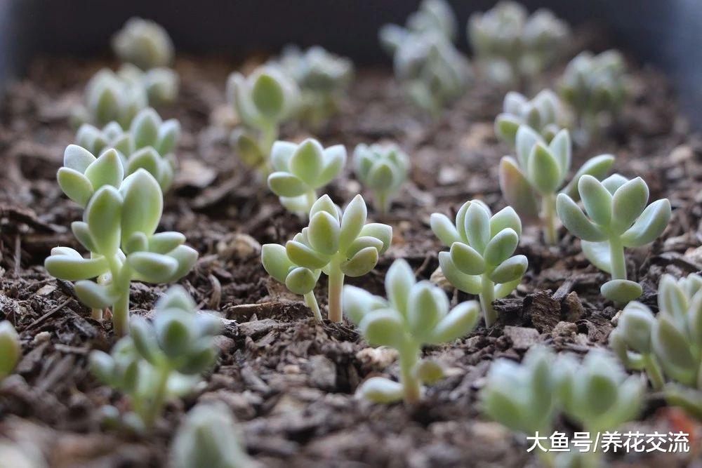 这几个简单的步骤都可以轻松繁殖多肉植物, 你喜欢哪种?