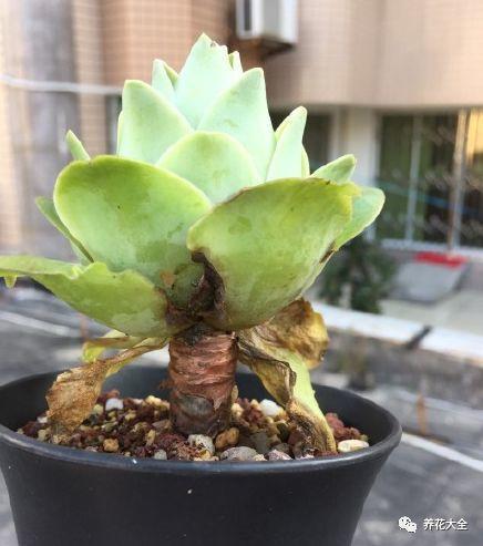 这些多肉要注意, 一到夏天就休眠, 还能变成小包子!