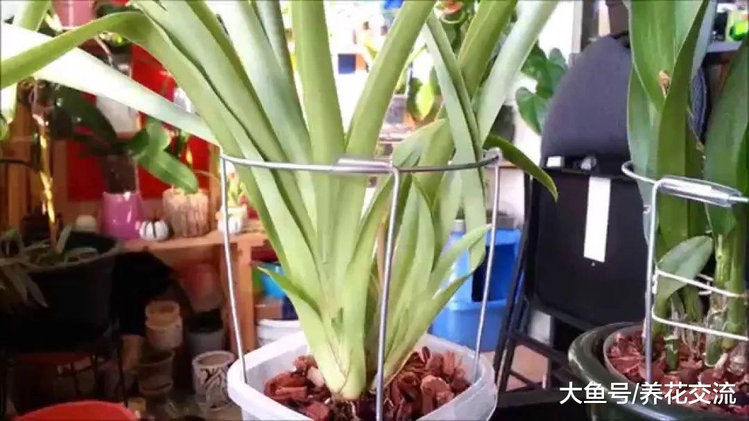 10个用家里废弃材料制作的植物架子, 不怕植物倒伏、株型散乱