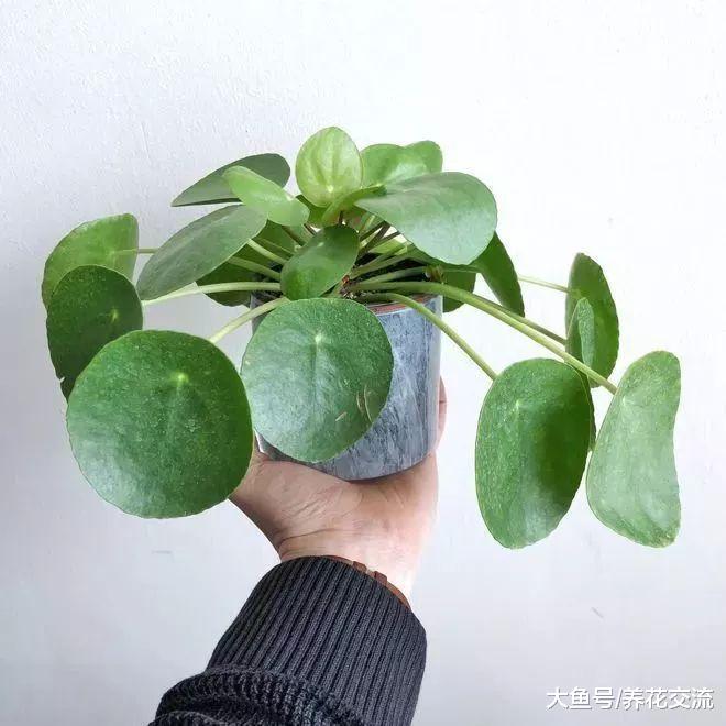 长得特别像铜钱草的镜面草盆栽, 特别适合养在家里的桌面上