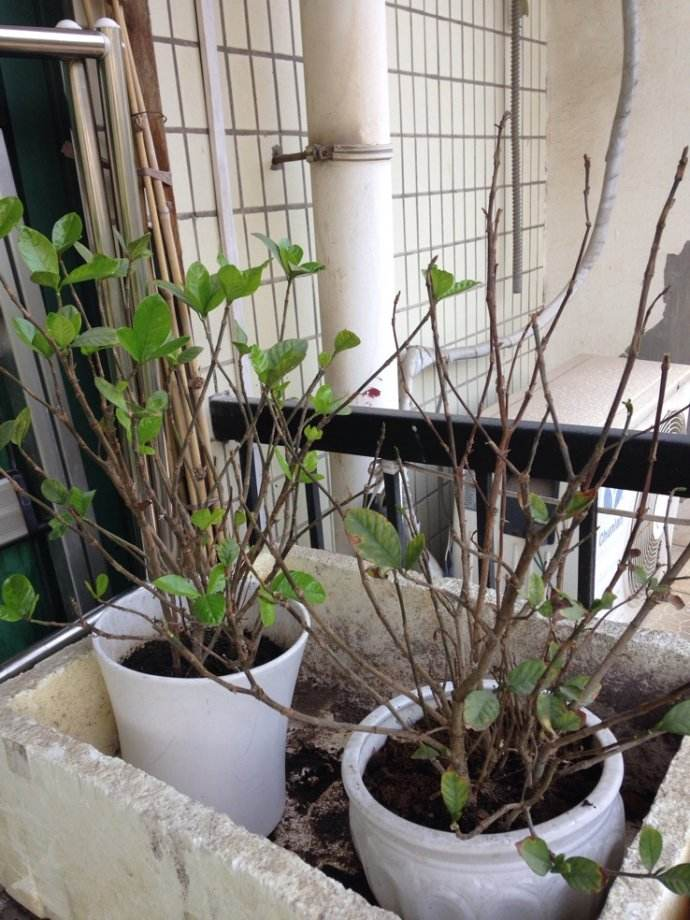 老花匠养花, 在冬天把这“4种”花剪一剪, 到了春天嫩芽呼呼冒!