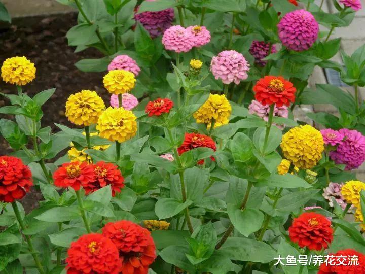 炎热干燥环境下能够开花旺盛的七种盆栽植物, 阳光越强烈花开越好