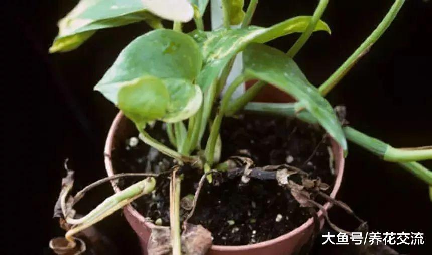 室内常见的几种植物叶子变黄的处理方法, 让盆栽常年翠绿