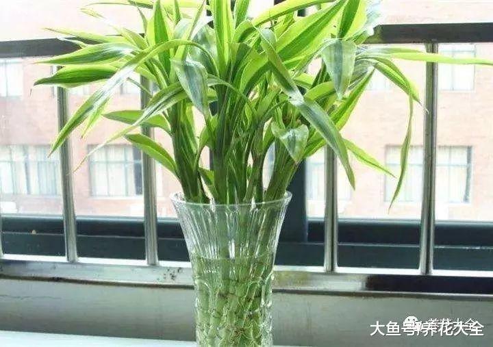 富贵竹这样养, 叶子由绿不烂根, 茎杆节节攀升!