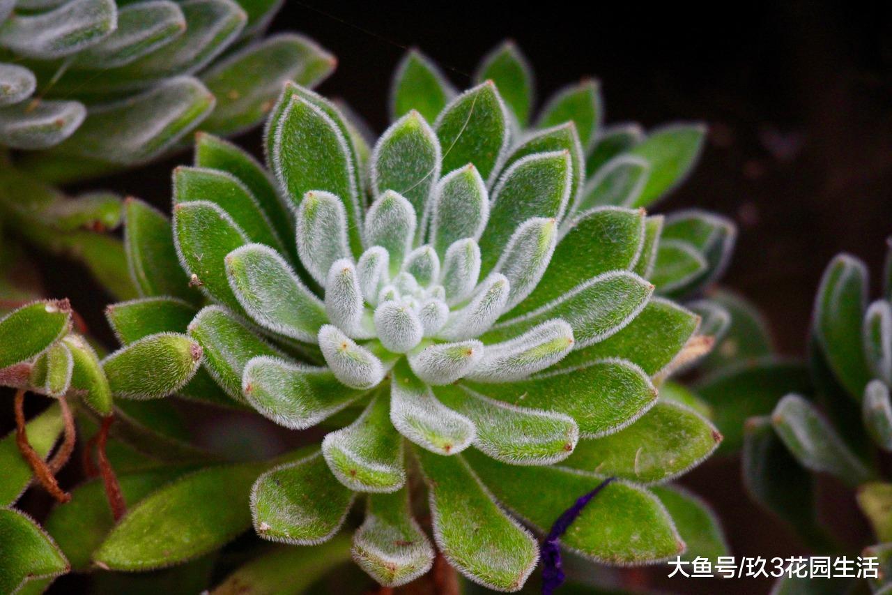 种植多肉植物需要用到哪些工具