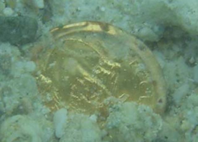 潜水爱好者结伴下海游玩, 发现“海底金光”从而大发横财!