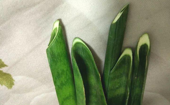 虎皮兰扦插别用土, 叶子晒干扔水里, 10天冒出大白根!