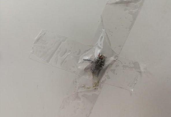 小伙子恶作剧胶带十字贴封印苍蝇, 刚笑完就吐了一地