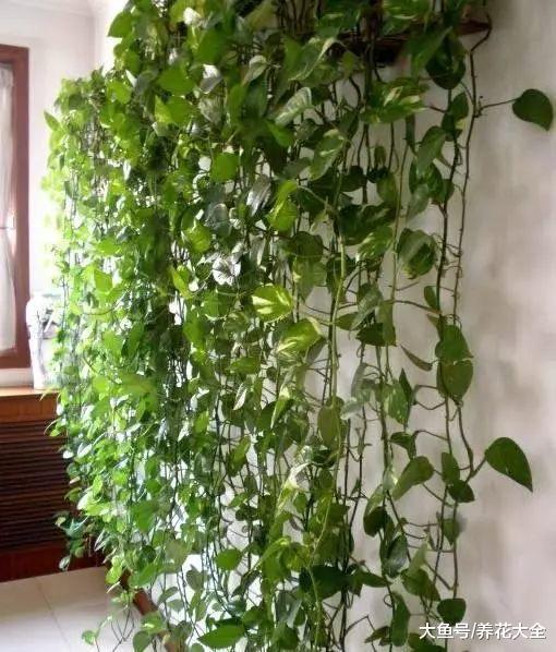 这花养1年就成植物绿强, 甲醛雾霾全拦外边!