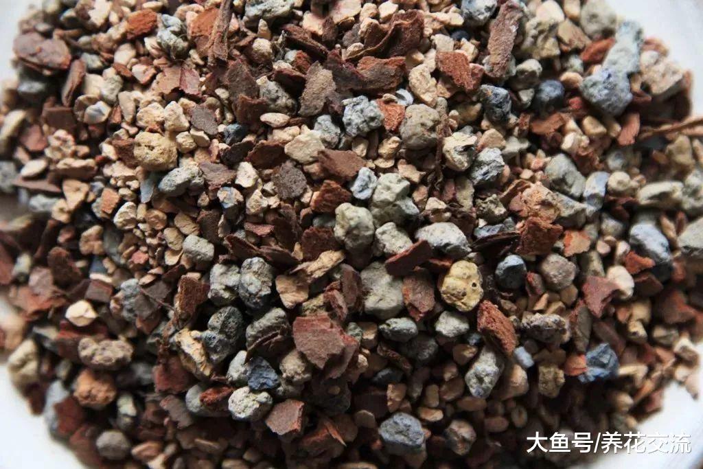 用这些方法养护盆栽多肉, 可以让它们一直活着