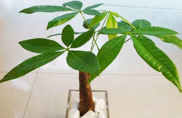 发财树卷曲还下垂? 赶紧抢救, 问题都出在这了!