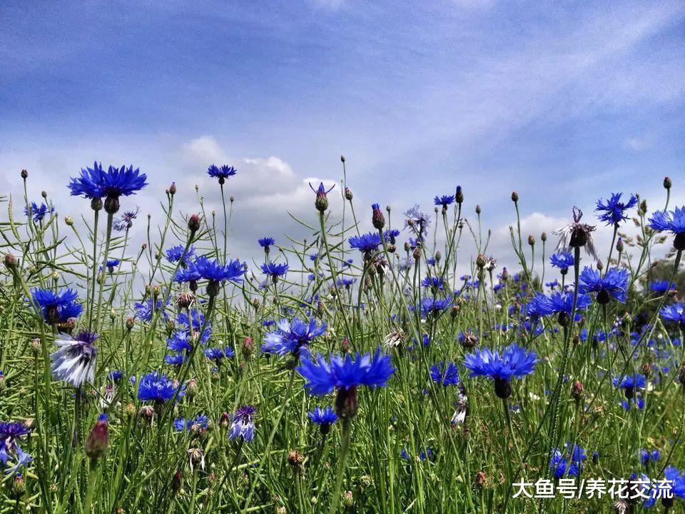 这12种春夏秋开花的植物冬季会枯萎, 都能自播繁殖, 来年长一大片