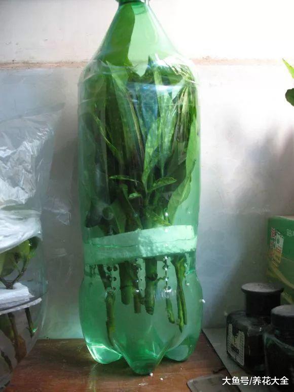 这花一根枝就活, 浇水就疯长, 叶绿花大香气四溢!