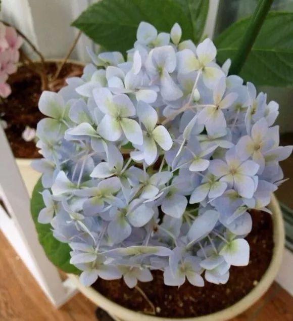 绣球花越养越绿? 这样修剪掉, 秋后还能开一茬!