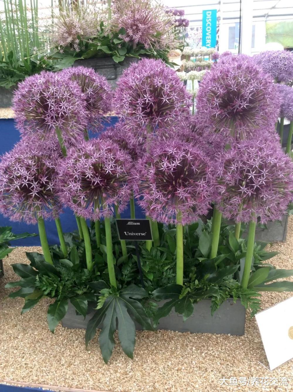 在院子里种满这些用来观赏的葱, 比郁金香和风信子还好看