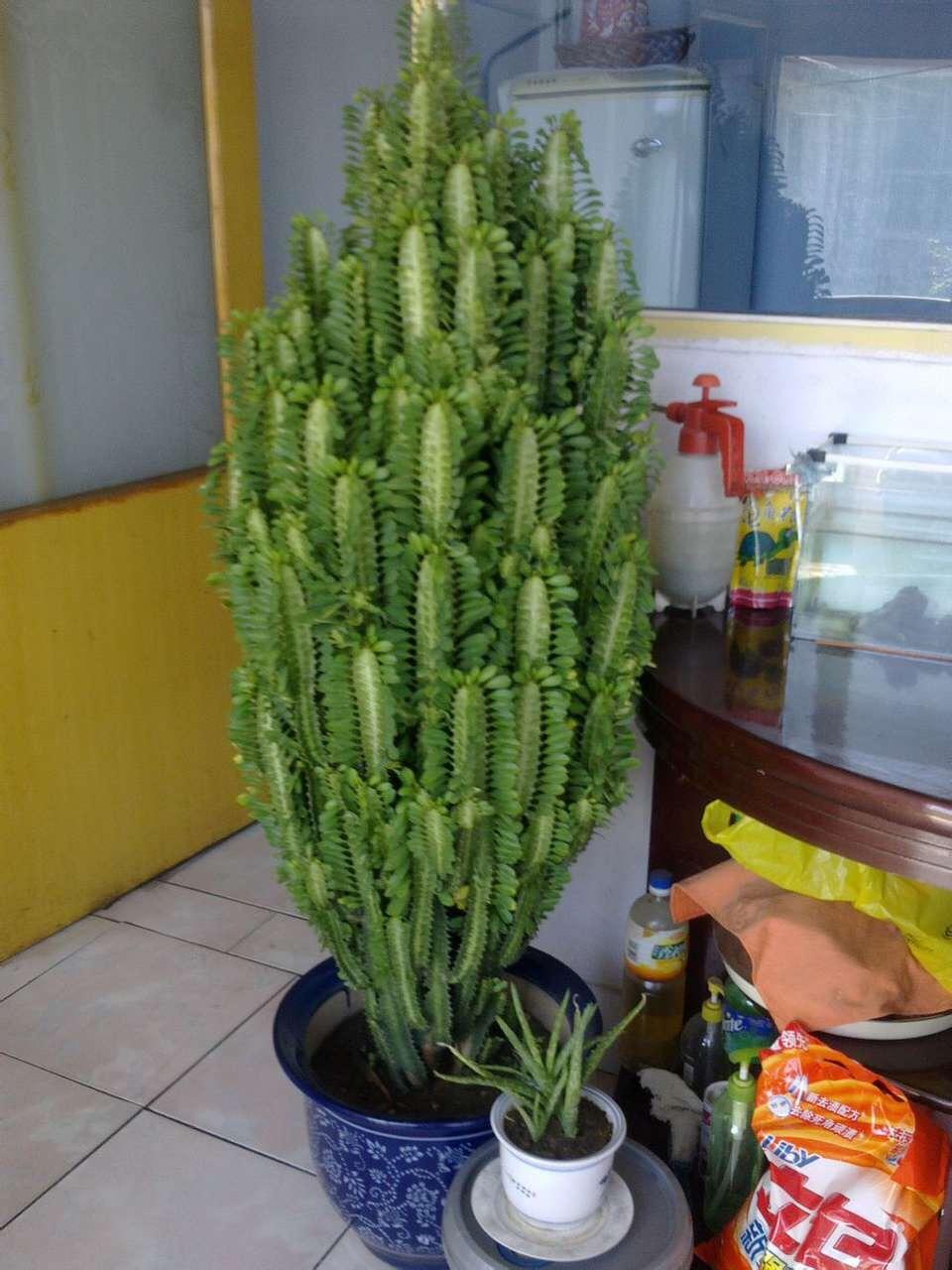 家里养“4种花”, 旺人旺财, 还“镇宅”, 家里空气“1级”棒