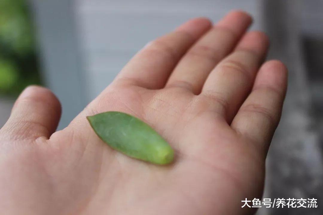 多肉植物的叶片如何变成精致的小盆栽, 养护有什么需要注意的事项