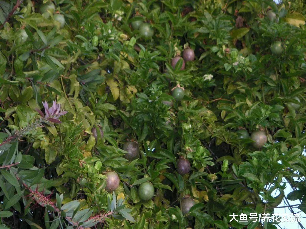 百香果枝叶生长特别旺盛, 为啥突然间就挂掉了