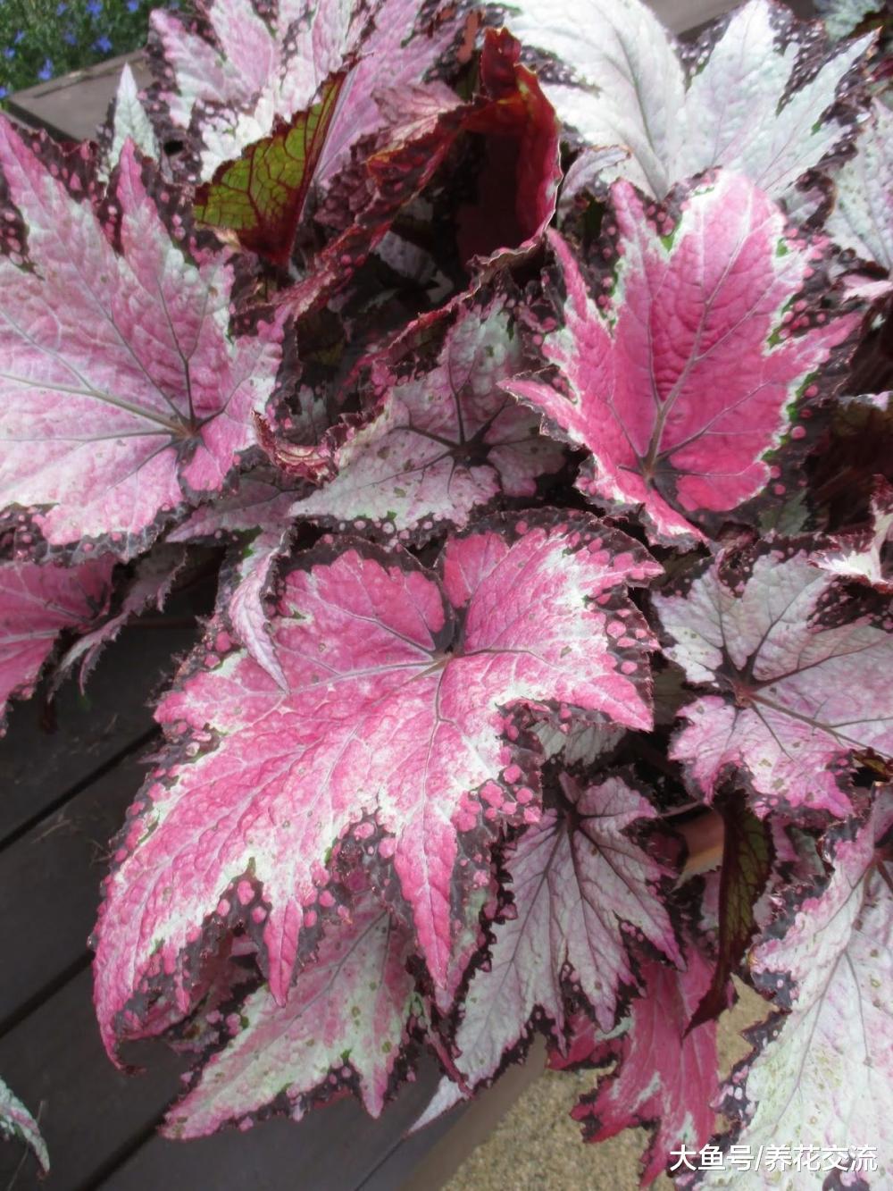 没想到秋海棠的观叶品种这么好看, 耐阴效果还这么棒