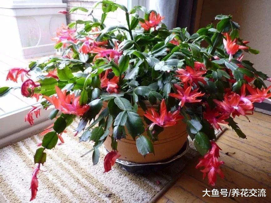 在夏季养好室内盆栽的几个技巧, 避免感染病虫害的注意事项