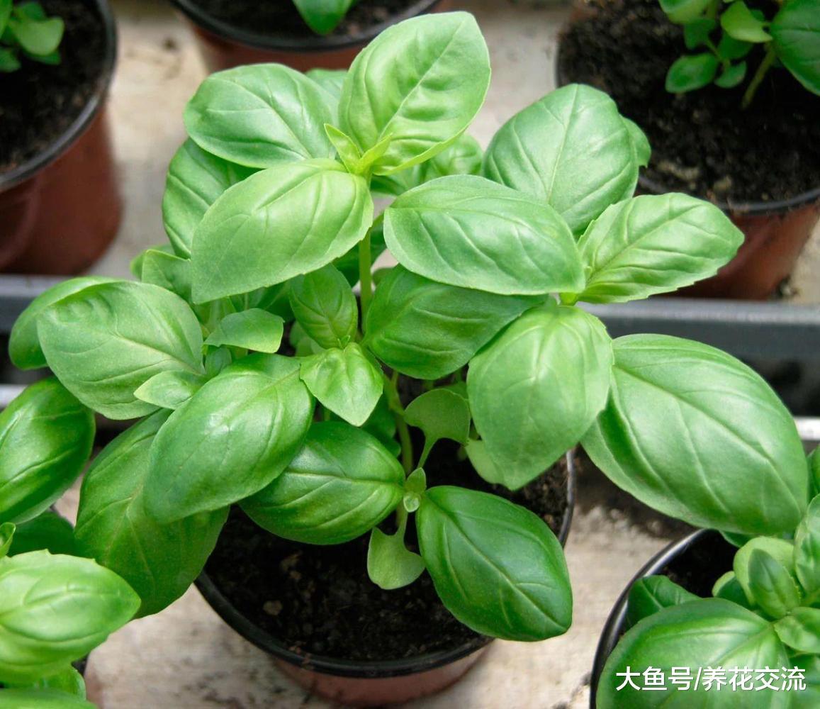 这些盆栽植物在家里长得特好, 还能变成家里的蔬菜