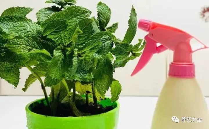 养花就爱招蚊虫? 水里加点薄荷, 叶上蚜虫不再有!