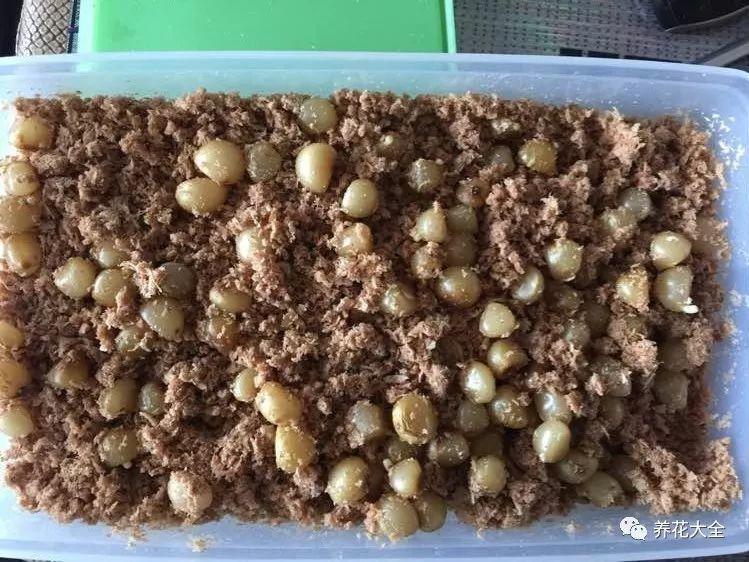 还在买君子兰? 随手掰一下, 1盆变多盆!