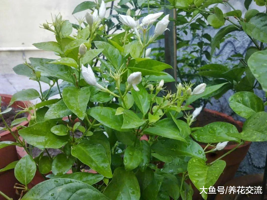 盆栽养护的茉莉花出现叶子卷曲的情况要怎么解救?