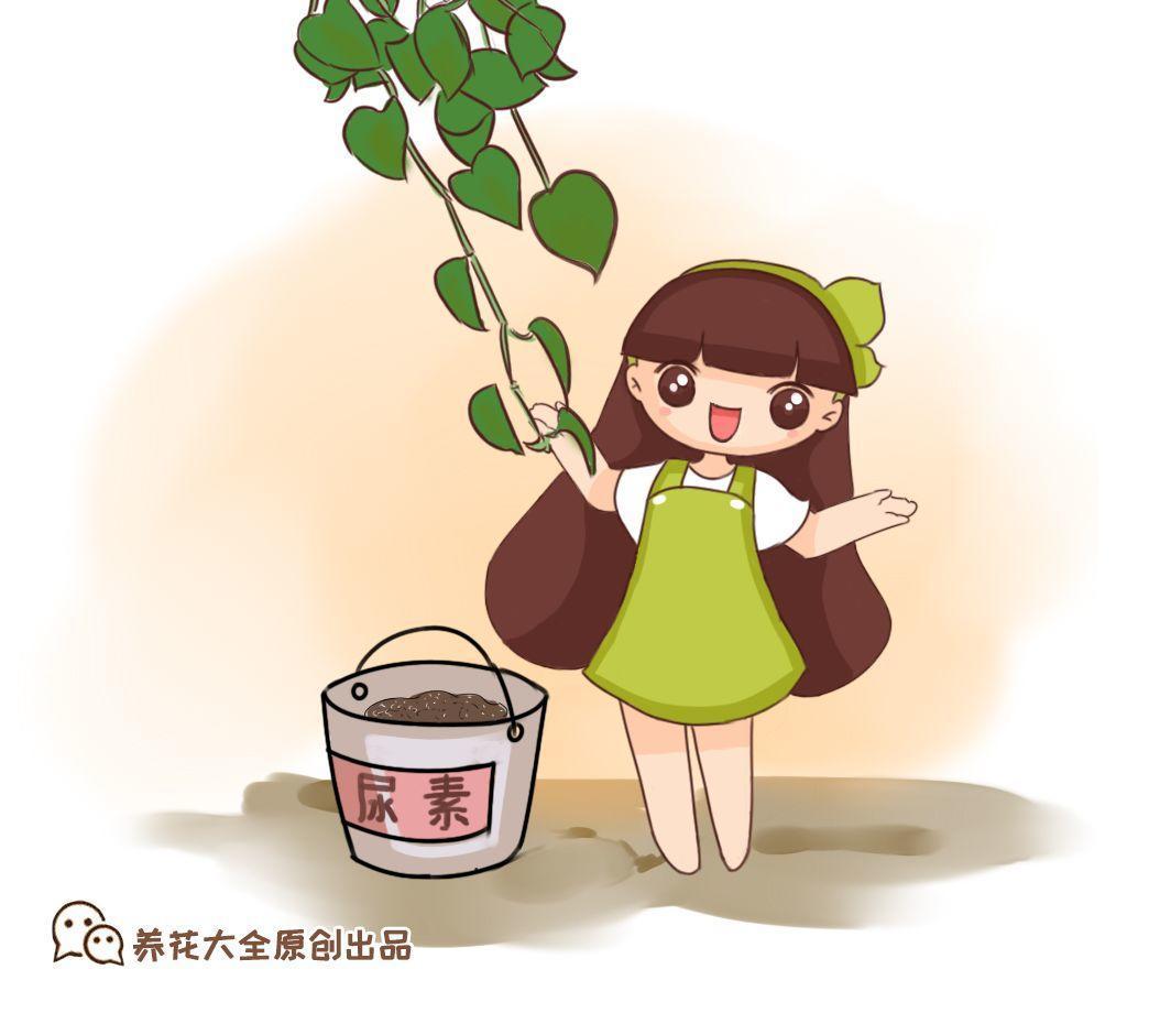 水里掺粒它, 比淘米水还肥, 啥花都能养的旺!