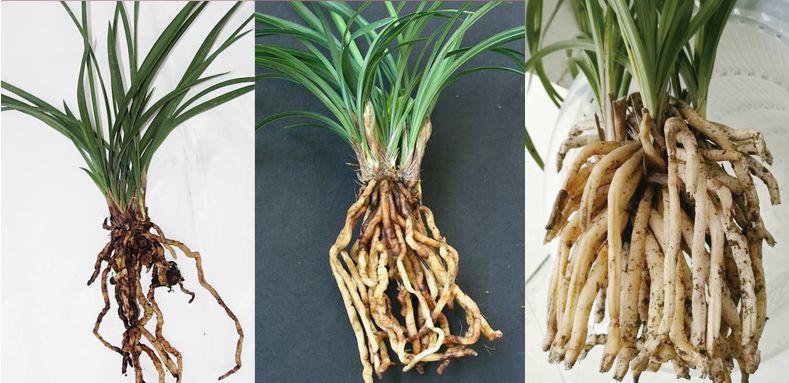 养花小心用错盆, 怎么养都不活, 怪不得你是养花杀手!