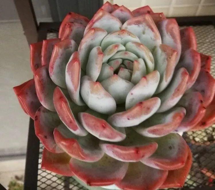 她家的多肉, 叶子2指宽, 个头比篮球还大!