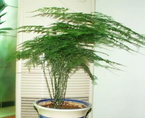 文竹黄叶了别急着心疼, 用对了方法, 长得比原来还好!