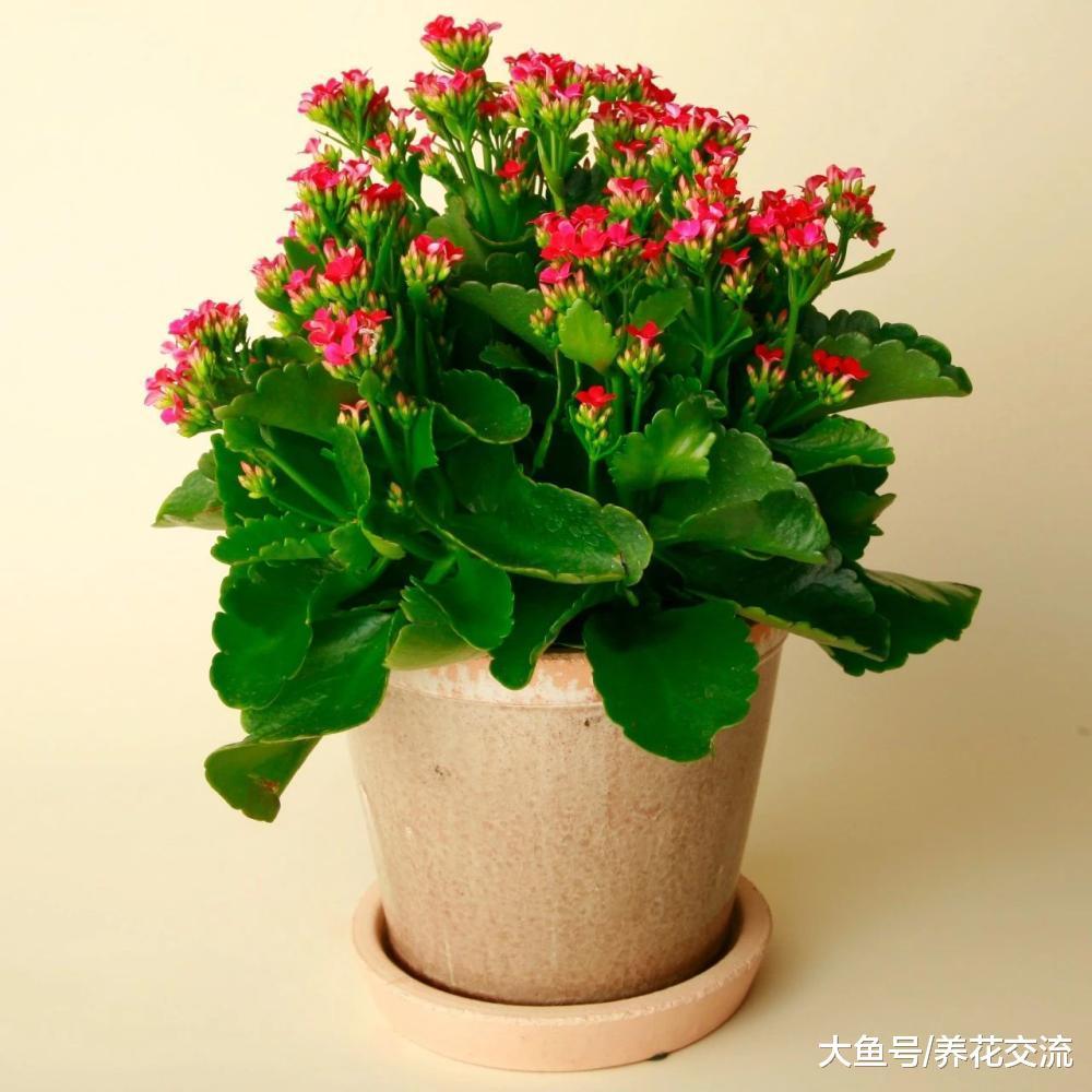 长寿花用枝条扦插的技巧, 摘下的叶子也能发芽, 养成爆盆的花卉