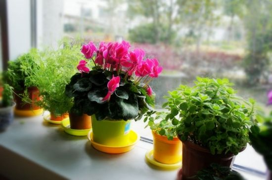 冬天养这种“花”, 越冷开越旺, 一盆开花将近200朵!