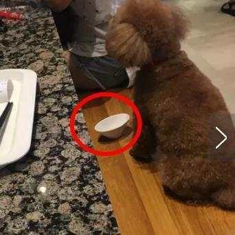 女子在饭店用碗给宠物喂食, 网友: 缺德!