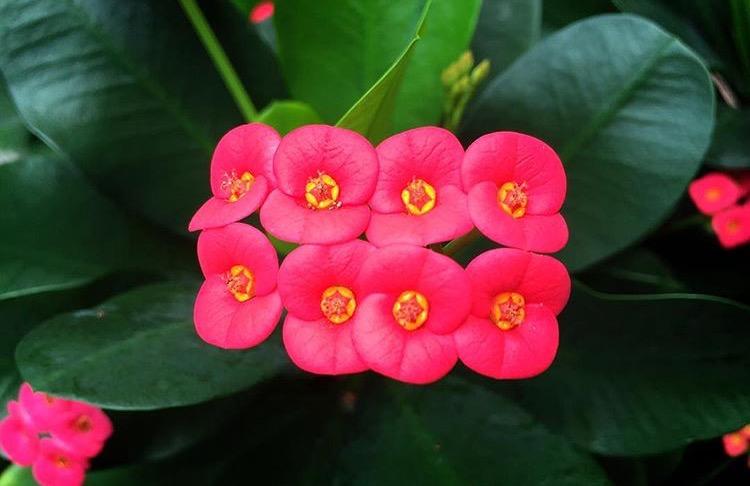 虎刺梅的花期到了, 但是我的没开花, 发现这4点没做好