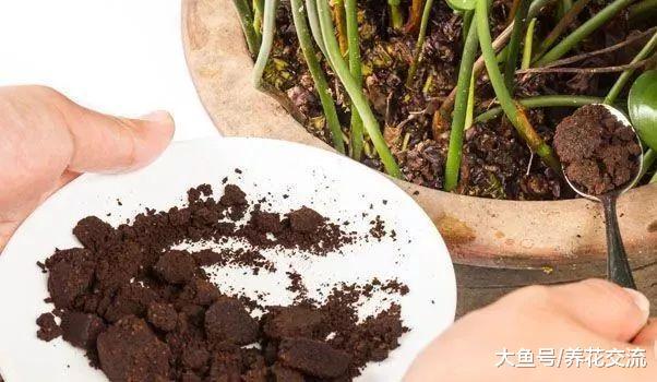咖啡渣在养花过程中的常见的11种用法, 对植物花卉很有帮助