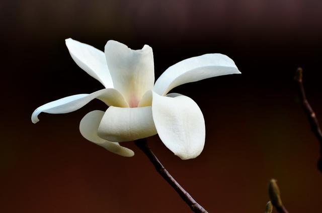 红花不配绿叶, 这些开花不长叶的树木, 太漂亮了!