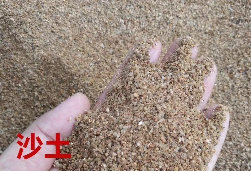 半死的多肉插瓶里, 立马冒出大白根, 夏天就靠这招了!