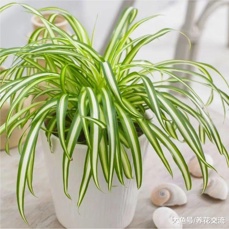 这10种植物不需要多少光照就能生长良好, 特别耐阴
