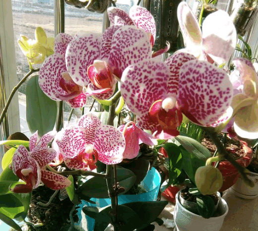 蝴蝶兰浇错水, 花不但不开, 还哗哗往下掉!